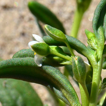 Cistanthe ambigua, Desert Pussypaws